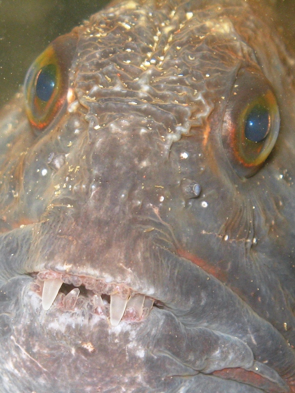 2009-05-24 St Abbs 050.jpg